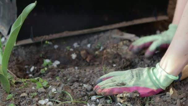 Gardener Rakes Earth Planting Gardening Womens Hands Gloves Hold Garden — Vídeo de Stock