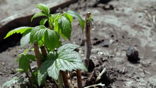 Μικρός Νεαρός Θάμνος Βατόμουρο Στο Έδαφος Έννοια Κηπουρικής Φυτεύοντας Σπορόφυτα — Αρχείο Βίντεο