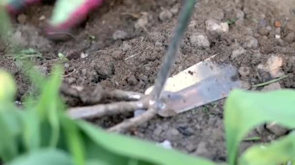Gardener Rakes Soil Planting Work Garden Womens Hands Gloves Hold — 비디오