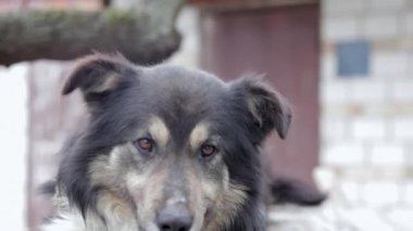 Bahçedeki büyük, güzel, melez bir köpek, yakın plan bir portre, kameraya bakıyor. Sıcak bir yaz gününde zincirle bağlanmış bir evcil hayvan. Saldırganlığı olmayan neşeli siyah köpek sahibine havlar.