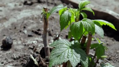 Topraktaki küçük, taze ahududu çalısı. Bahçe işleri konsepti. Baharda ahududu fideleri dikiyorum. Baharda, güpegündüz, böğürtlen filizinde. Meyve çiftliğinde ya da bahçede ahududu yetiştirmek