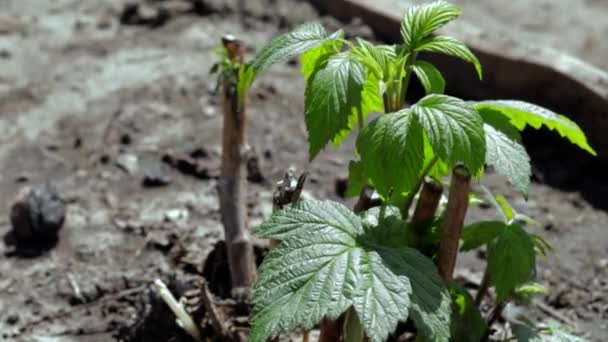 Pequeno Arbusto Framboesa Jovem Chão Conceito Jardinagem Plantando Mudas Framboesa — Vídeo de Stock