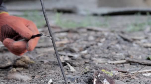 以220伏特的电流提取蠕虫 不用铲子就把虫子从地里挖出来或引诱出来 在黑土中用作钓饵或堆肥的蠕虫 — 图库视频影像