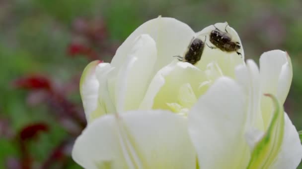 Two Beetles Crawl Edge Petals Yellow Tulip Detailed Macro Image — Αρχείο Βίντεο