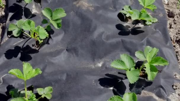 Úhledná Dlouhá Lůžka Jahod Pokrytá Černým Agrovláknem Zelená Jahodová Rostlina — Stock video
