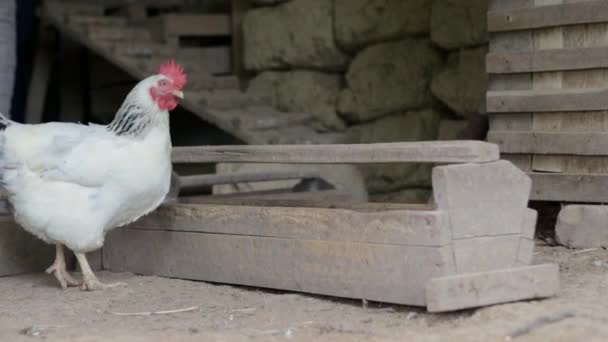 白色和红色的小鸡正在院子里寻找食物 用谷物制成的老式木制鸡饲料 农业工业 在一个自由牧场上的家养鸟 他们在院子里吃饭 — 图库视频影像