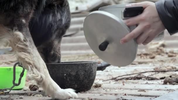 Una Chica Alimenta Perro Corral Sentado Una Cadena Cerca Del — Vídeo de stock