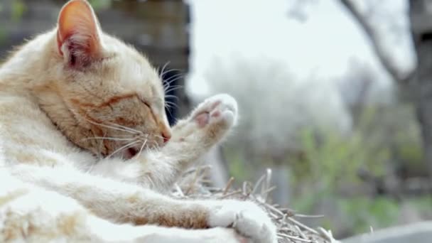 Detailní Záběr Červené Domácí Kočky Jak Olizuje Tlapky Myje Obličej — Stock video