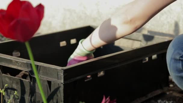 Duże Bulwy Dahlii Suszonymi Łodygami Ułożone Plastikowe Pudełka Stojące Zielonej — Wideo stockowe