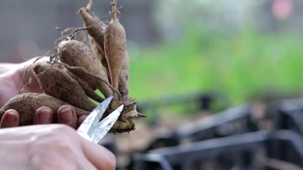Bahçıvan Dahlia Yumrusunu Halleder Bitki Kökü Bakımı Ekmeden Önce Dahlia — Stok video