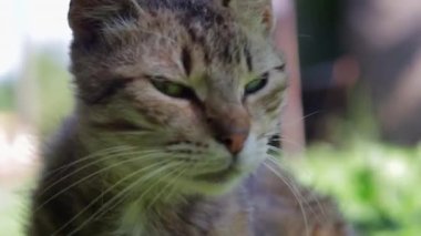 Close-up portrait of a serious cat with green eyes. Curious cat looks around outdoors, close up. Funny beautiful cat posing for the camera. Animal love concept. A light breeze stirs a woolen mustache