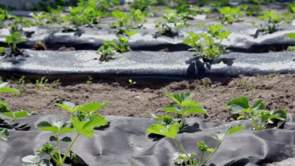 长长的草莓床 上面覆盖着黑色的农用纤维 一个绿色的草莓植物在黑暗的黑色纺锤孔在地面上 应用现代技术种植草莓 — 图库视频影像