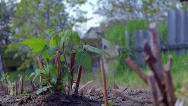 Malý Mladý Malinový Keř Zemi Zahradní Koncept Výsadba Malinových Sazenic — Stock video
