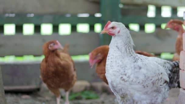 Hühner Auf Dem Hof Geflügelkonzept Weiße Und Rote Hühner Draußen — Stockvideo