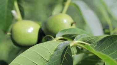 Green young walnuts grow on a tree. Variety Kocherzhenko close-up. The walnut tree grows waiting to be harvested. Green leaves background. Nut fruits on a tree branch in the yellow rays of the sun
