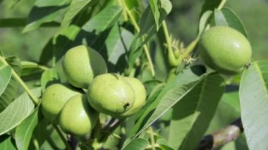 Green young walnuts grow on a tree. Variety Kocherzhenko close-up. The walnut tree grows waiting to be harvested. Green leaves background. Nut fruits on a tree branch in the yellow rays of the sun