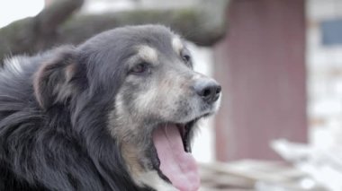 Bahçedeki büyük, güzel, melez bir köpek, yakın plan bir portre, kameraya bakıyor. Sıcak bir yaz gününde zincirle bağlanmış bir evcil hayvan. Komik ve neşeli siyah köpek dilini uzatarak esniyor.