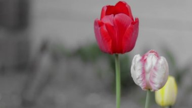 Tulips bloom in the garden. Bright colored tulips growing in the garden, heads moving in the slow wind