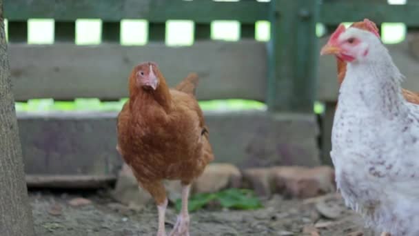 Κοτόπουλα Στη Φάρμα Έννοια Των Πουλερικών Λευκό Και Κόκκινο Κοτόπουλο — Αρχείο Βίντεο