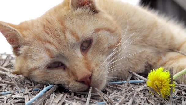 在温暖的夏日 一只红色家猫在干草中安详地休息 一只滑稽的橙色条纹猫在阳光下晒太阳 一只可爱的宠物正在春天的阳光下晒干青草 复制空间 — 图库视频影像
