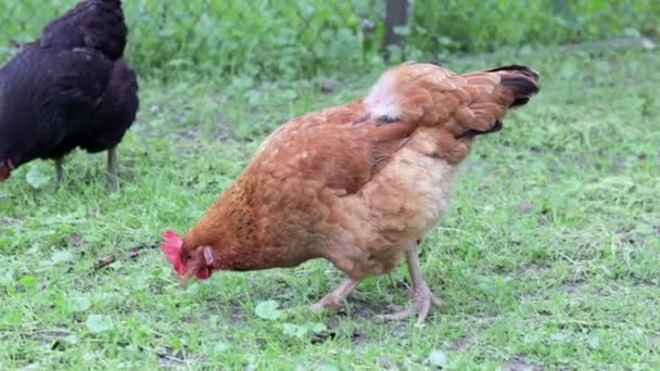 庭の赤い鶏は食べ物を探しています 農業産業 鶏の飼育 自然界では赤鶏のクローズアップ 無料の範囲の農場で国内の鳥 庭を歩いて — ストック動画
