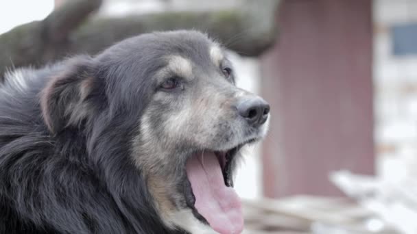 Великий Красивий Дворовий Монгольський Собака Дворі Крупним Планом Портрет Дивлячись — стокове відео