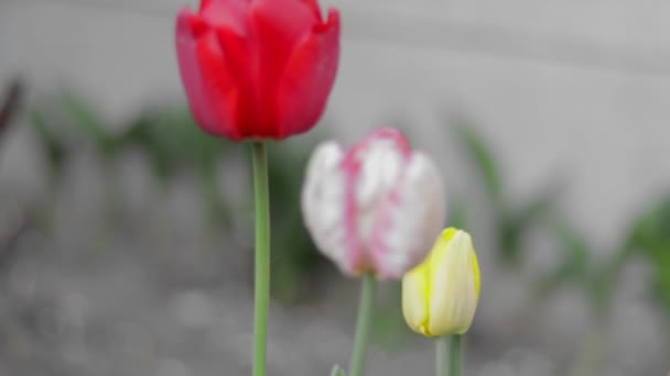 Tulips Bloom Garden Bright Colored Tulips Growing Garden Heads Moving — Stok video