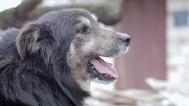 Großer Schöner Hofmischlingshund Hof Porträt Aus Nächster Nähe Blick Die — Stockvideo