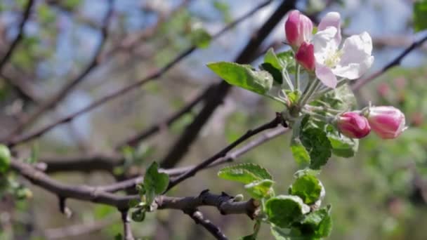 自然の中で晴れた日のクローズアップで開花リンゴの木のピンクの花を屋外 春にリンゴの木が咲く 選択的フォーカス 美しいリンゴ園 — ストック動画