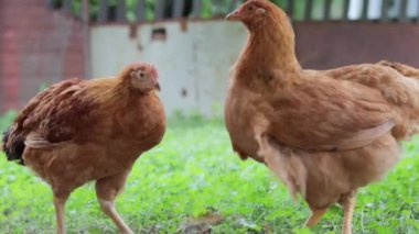 Bahçedeki kırmızı tavuklar yiyecek arıyorlar. Tarım endüstrisi. Tavuk yetiştiriyorum. Doğada kırmızı bir tavuğun yakın çekimi. Serbest çiftlikteki evcil kuşlar. Bahçede yürü.