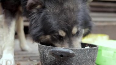 A hungry big dog on a chain near the barn eats food from a bowl. View from the bottom. Muzzle close-up. Close portrait of a guard dog on a chain. Sunny day outdoors