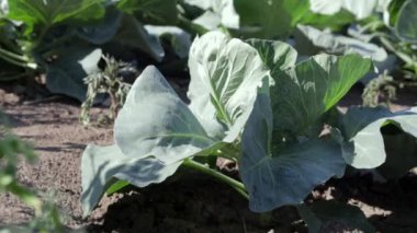 White fresh cabbage Aggressor grows in the beds. Close-up shot. Cabbage with spreading leaves ripens in the garden. Cultivation of cabbage. Cabbage hybrid for fresh use