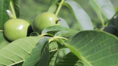 Green young walnuts grow on a tree. Variety Kocherzhenko close-up. The walnut tree grows waiting to be harvested. Green leaves background. Nut fruits on a tree branch in the yellow rays of the sun
