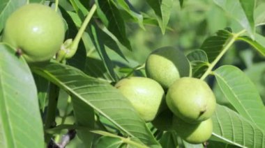 Green young walnuts grow on a tree. Variety Kocherzhenko close-up. The walnut tree grows waiting to be harvested. Green leaves background. Nut fruits on a tree branch in the yellow rays of the sun