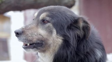 A large beautiful yard non-pedigreed dog sits in the yard, close-up portrait, looks into the camera. Pet tied with a chain on a hot summer day. Funny and cheerful black dog