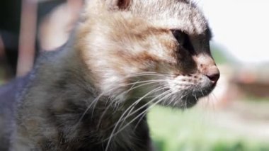 Close-up portrait of a serious cat with green eyes. Curious cat looks around outdoors, close up. Funny beautiful cat posing for the camera. Animal love concept. A light breeze stirs a woolen mustache