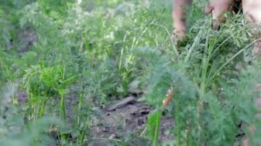 Carrots go to the arrow, the arrowing of the carrot. A woman gardener pulls a bad harvest from the soil in the garden. Root varieties prone to bolting due to poor quality seeds or due to stress