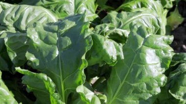 Green leaves of beets on the beds in the vegetable garden. Lots of young beets in the garden. Growing fresh organic vegetables. Buryak is the name of beets