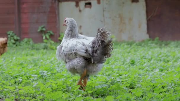 Chickens Farm Poultry Concept White Loose Chicken Outdoors Funny Bird — Stock Video