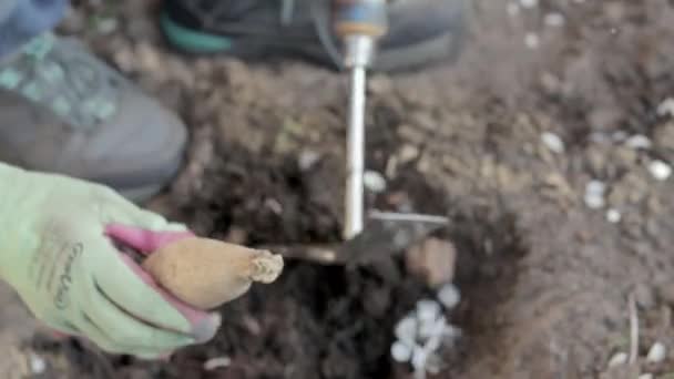 Female Gardener Plants Rhizome Dahlia Ground Garden Planting Tuber Dahlia — Video Stock