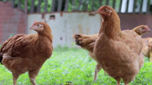 Red Hens Yard Looking Food Agricultural Industry Breeding Chickens Close — Stock Video