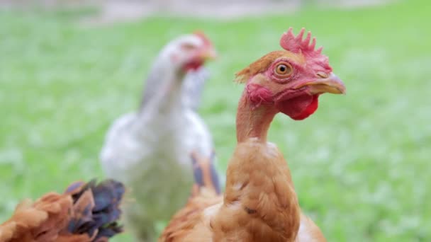 这种小鸡是赤身裸体的 农村地区一只赤颈放养母鸡的画像 一个环境友好的小畜牧场上的家禽 小红鸡 — 图库视频影像