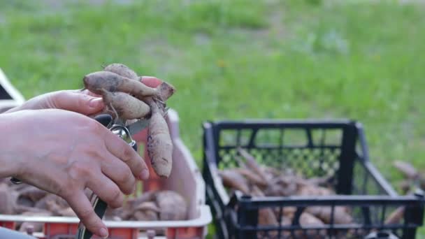 Bahçıvan Dahlia Yumrusunu Halleder Bitki Kökü Bakımı Ekmeden Önce Dahlia — Stok video