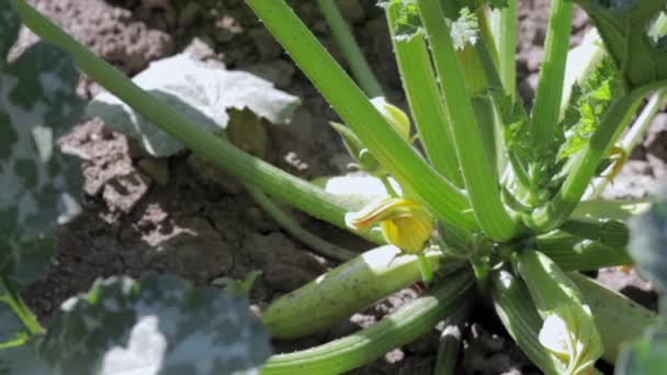 Zucchini Plant Met Veel Fruit Een Moestuin Verse Groene Courgettes — Stockvideo