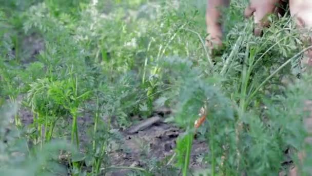 Carrots Arrow Arrowing Carrot Woman Gardener Pulls Bad Harvest Soil — Vídeo de Stock