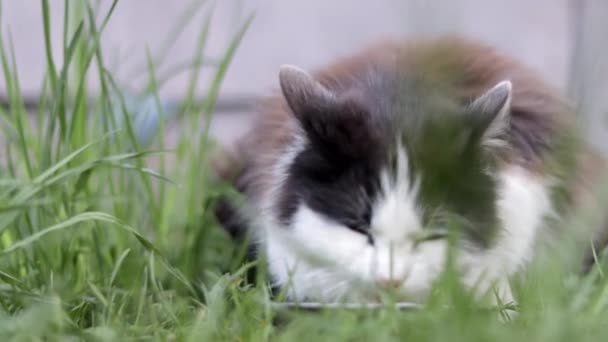 野良猫が草の中の地面にある金属製のボウルから似たような食べ物を屋外で食べる 野生野良動物の概念は 通りに住んでいる ウクライナでの戦争のために放棄されたペット2022 — ストック動画