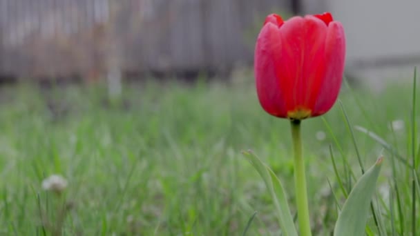 Tulips Bloom Garden Bright Colored Tulips Growing Garden Heads Moving — Vídeo de Stock