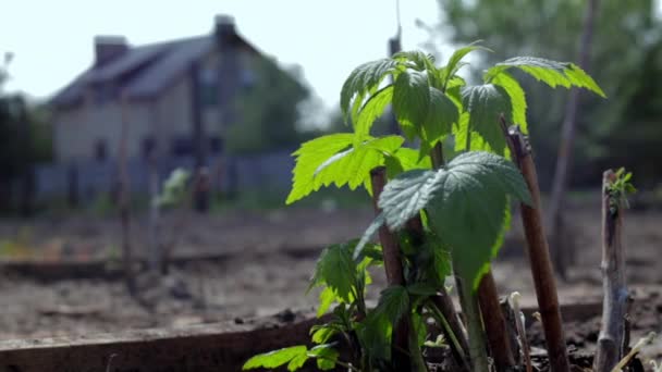 Lille Ung Hindbærbusk Jorden Havekoncept Plantning Hindbær Kimplanter Foråret Spire – Stock-video