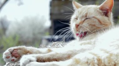 Close-up of a red domestic cat that yawns. Peacefully resting funny red tabby cat lies on the street in the hay on a warm summer day. A cute pet basks in the sun, wakes up, yawns and stretches