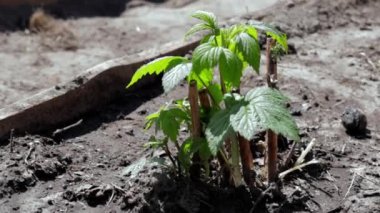 Topraktaki küçük, taze ahududu çalısı. Bahçe işleri konsepti. Baharda ahududu fideleri dikiyorum. Baharda, güpegündüz, böğürtlen filizinde. Meyve çiftliğinde ya da bahçede ahududu yetiştirmek